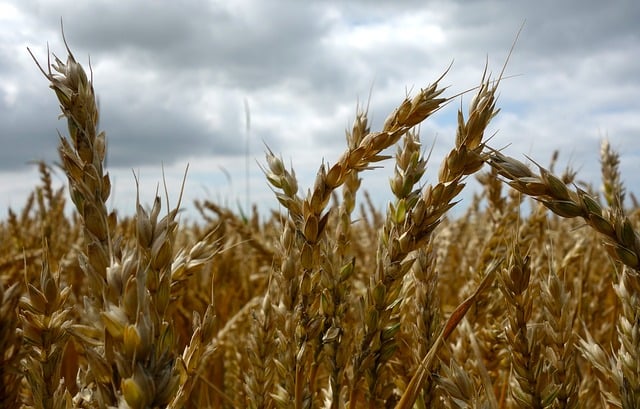 Oats field