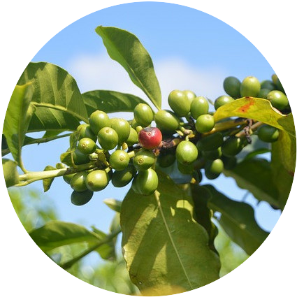 green coffee beans with leaves