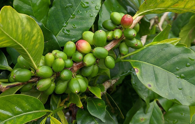 Green coffee beans