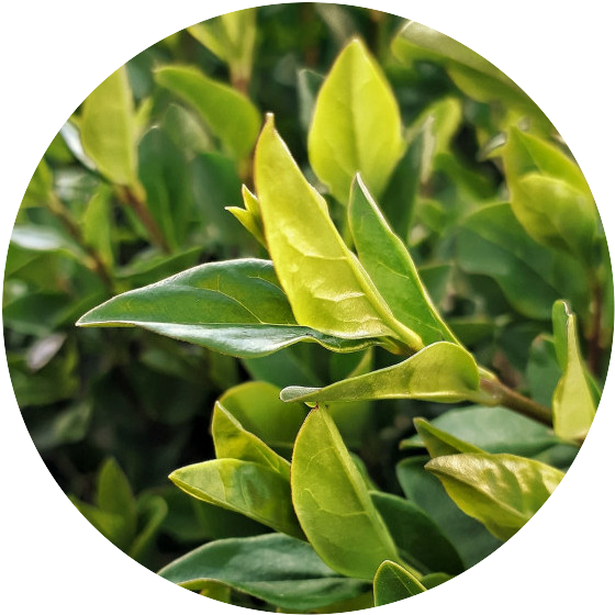 Green tea leaves