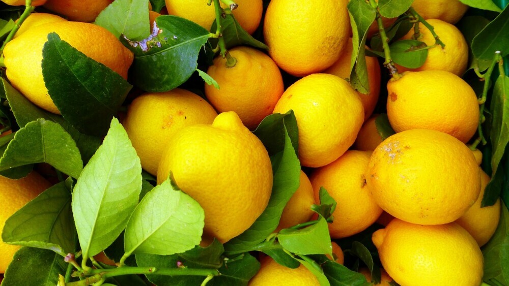 Fresh lemons with leaves